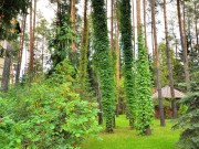 Продажа дома Лесное Подворье 400 м² Рублево-Успенское шоссе - 451792 - foto_ls