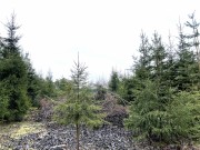 Продажа участка Горышкино 150 соток Рублево-Успенское шоссе - foto2
