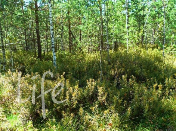 Продажа участка Солослово 15 соток Рублево-Успенское шоссе - foto1