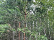 Продажа участка Саланг 130 соток Рублево-Успенское шоссе - foto3