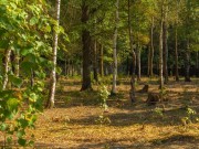 Продажа участка Зеленые холмы 25 соток Киевское шоссе - foto2