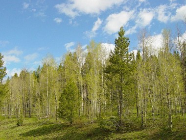 Купить участок - Дмитровское - 59994