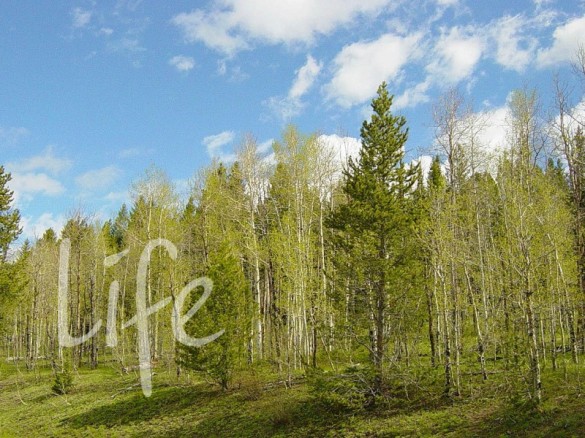 Продажа участка Дмитровское 18 соток Ильинское шоссе - foto1